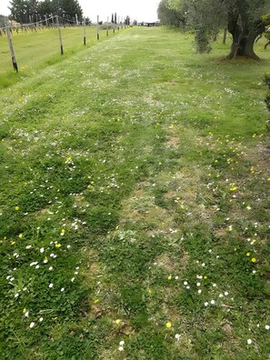 Property grounds - Apartment 'Via Gorizia 8 - Verde' with Shared Garden, Wi-Fi and Air Conditioning (Cecina)