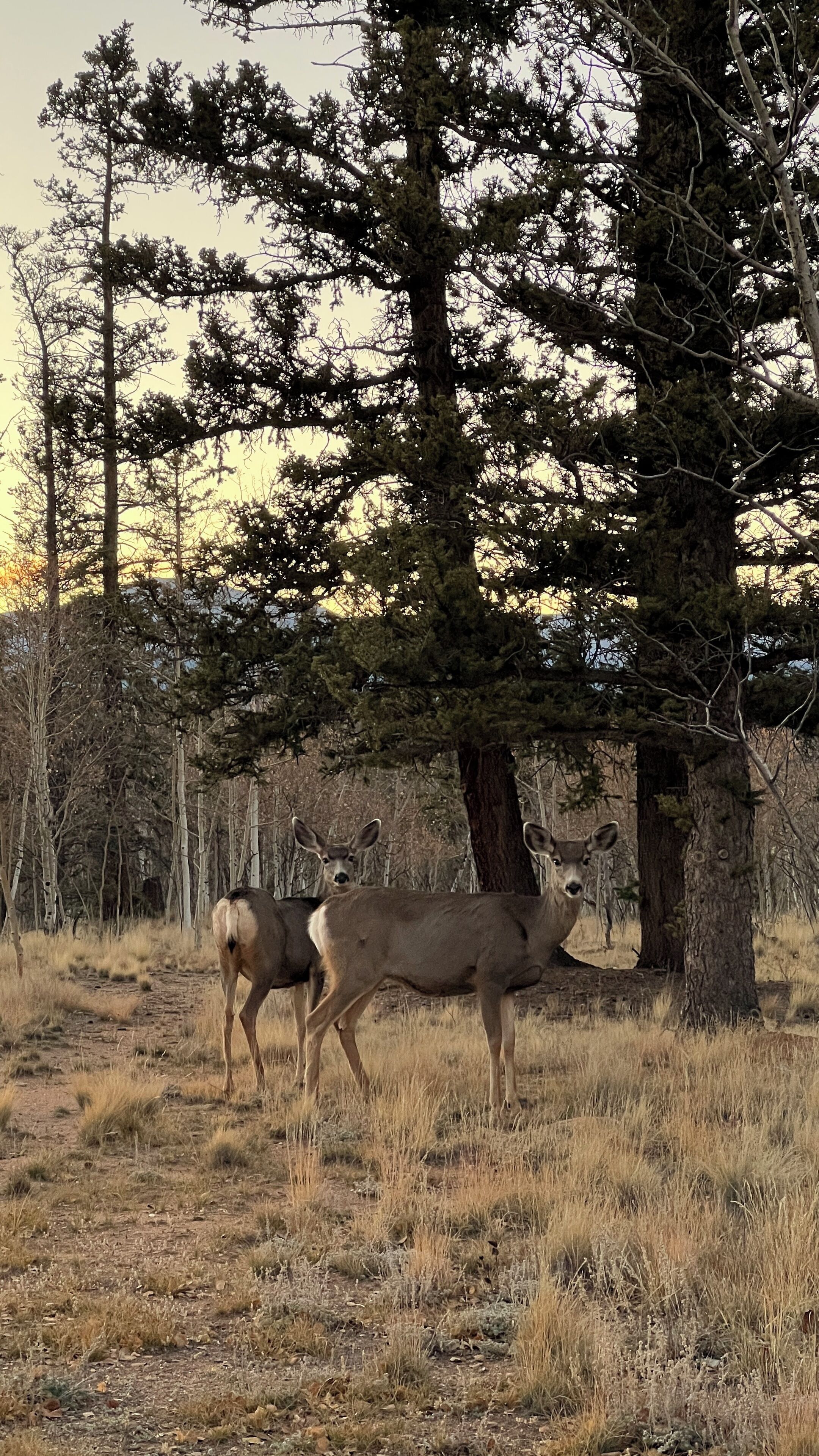 Un paysage naturel avec deux cerfs se tenant près d’un grand arbre.