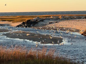 Eine Strandansicht mit Möwen, Felsen und einer Rasenfläche.