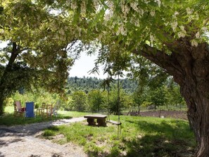 Property grounds - Wohnung Alice by Interhome (Castel Giorgio)