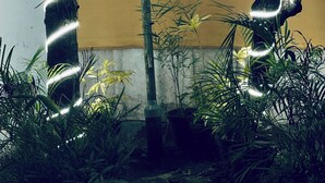 Un jardin agrémenté d’une structure en bambou et de différentes plantes.