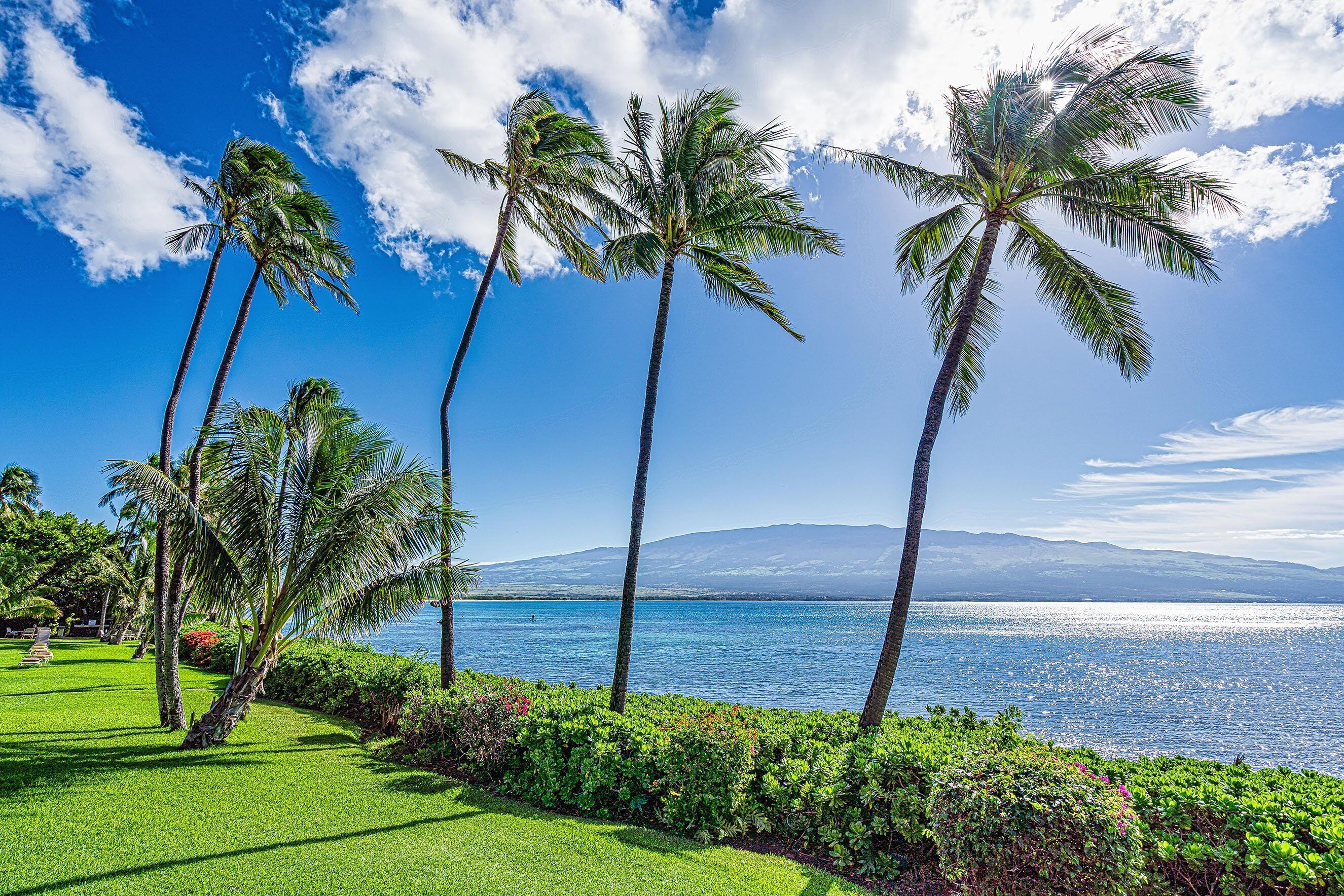 Un paysage tropical avec des palmiers et une vue sur l’océan.