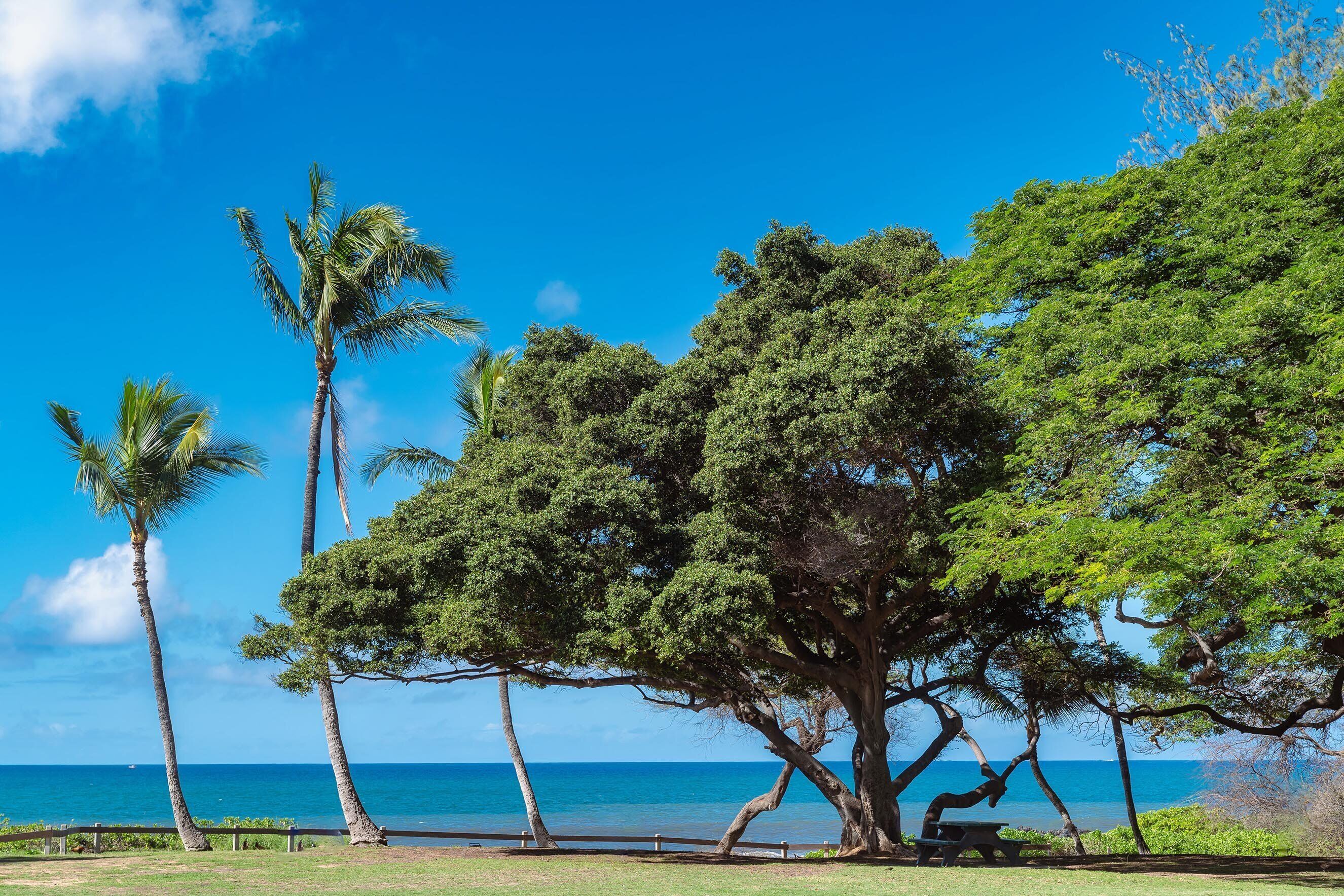 Un parque con un banco, palmeras y vista al océano.