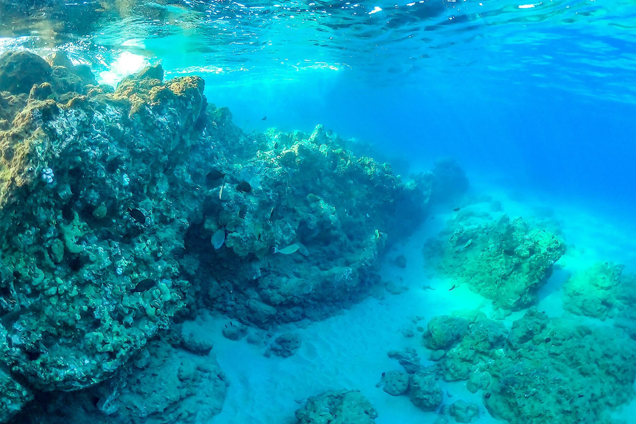 Vista subacuática de un arrecife de coral con diversa vida marina.