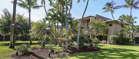 A residential area with a house surrounded by palm trees and a well-maintained lawn.