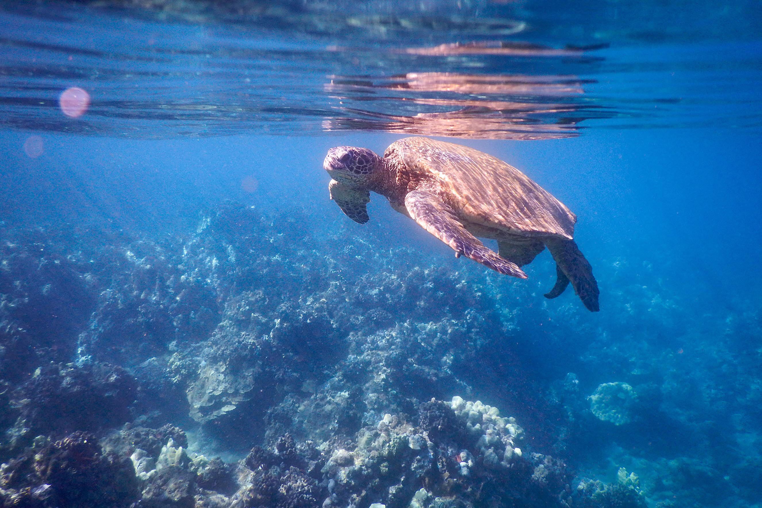 A sea turtle swimming underwater near a coral reef.