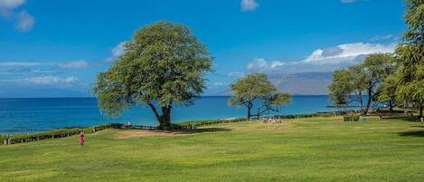 A grassy park with trees and a view of the sea.