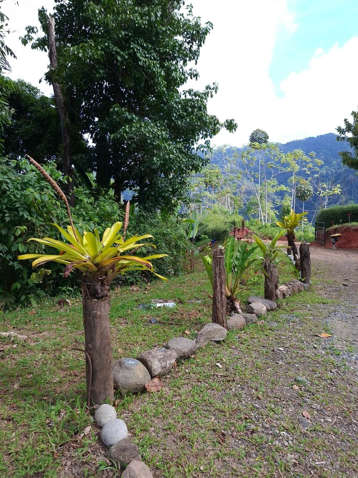 A garden pathway lined with plants and rocks, leading to a scenic view of a mountainous landscape.