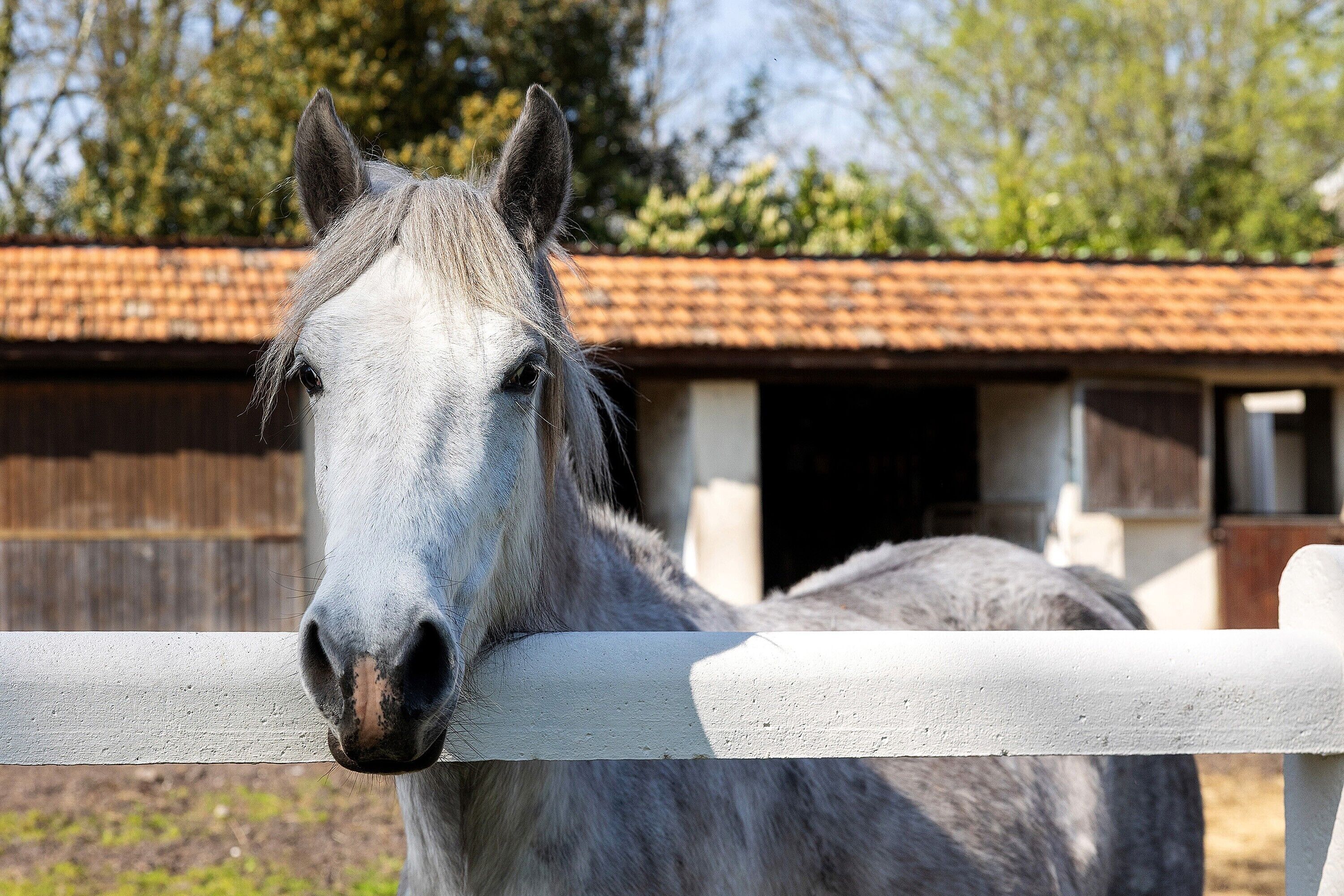 Ein Pferd hinter einem weißen Zaun, im Hintergrund ein Gebäude.