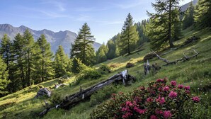 Paisagem montanhosa com florestas densas, uma árvore caída e flores desabrochando.