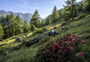 Eine gebirgige Landschaft mit dichten Wäldern, einem umgestürzten Baum und blühenden Blumen.