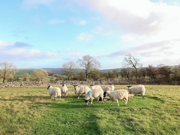 A grassy field with a stone wall and trees in the background. - Little Barn (Leek)