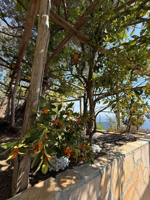 Property grounds - Villa Degli Ulivi Your ideal stay, outdoor spaces and enchanting sea view (furore)