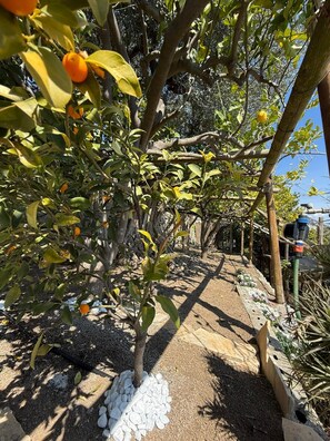 Um jardim com laranjeiras e um caminho de cascalho.
