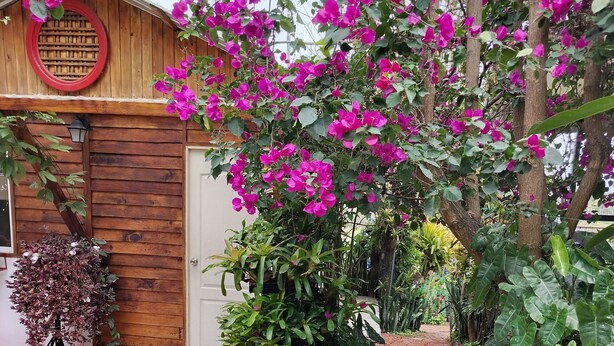 A wooden building with a red-framed window, surrounded by lush greenery and vibrant pink bougainvillea flowers. - Nature, calm and comfort in a chalet close to everything but far from noise. (Guayaquil)