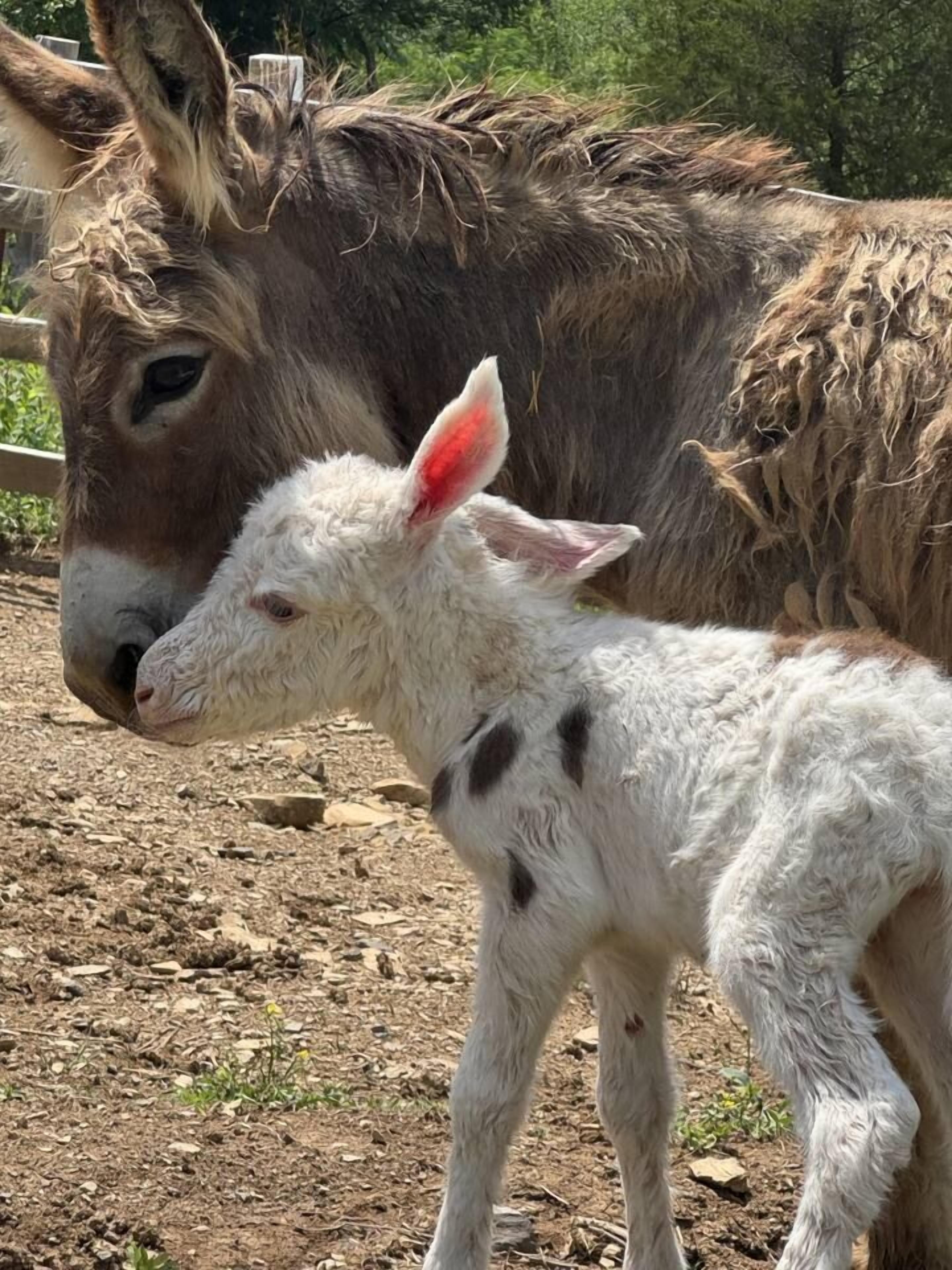 Un burro y un cabrito de pie sobre terreno polvoriento.