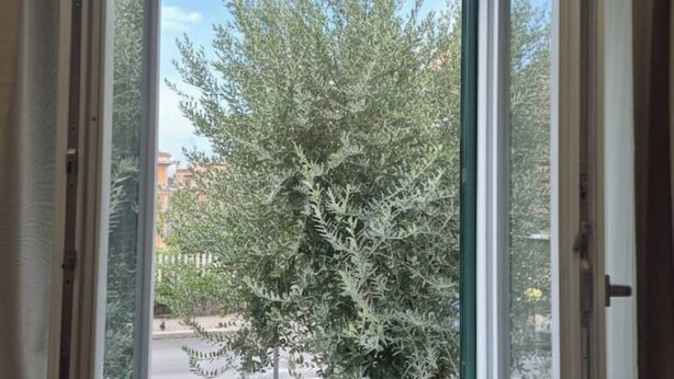 Blick durch ein Fenster, im Vordergrund ein Baum und im Hintergrund Gebäude.