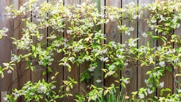 Un jardín con cerca de madera, césped verde y una mesa y silla de metal negro.