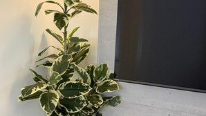A potted plant with variegated leaves next to a flat-screen TV mounted on a light-colored wall. - Elegant Hideaway with Free Parking (White Plains)