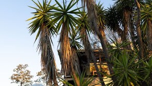 Een tuin met hoge palmbomen en een prieel.