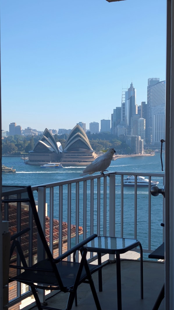 Property grounds - Sydney Opera House & Harbour Views - Kirribilli Studio apartment (Kirribilli)