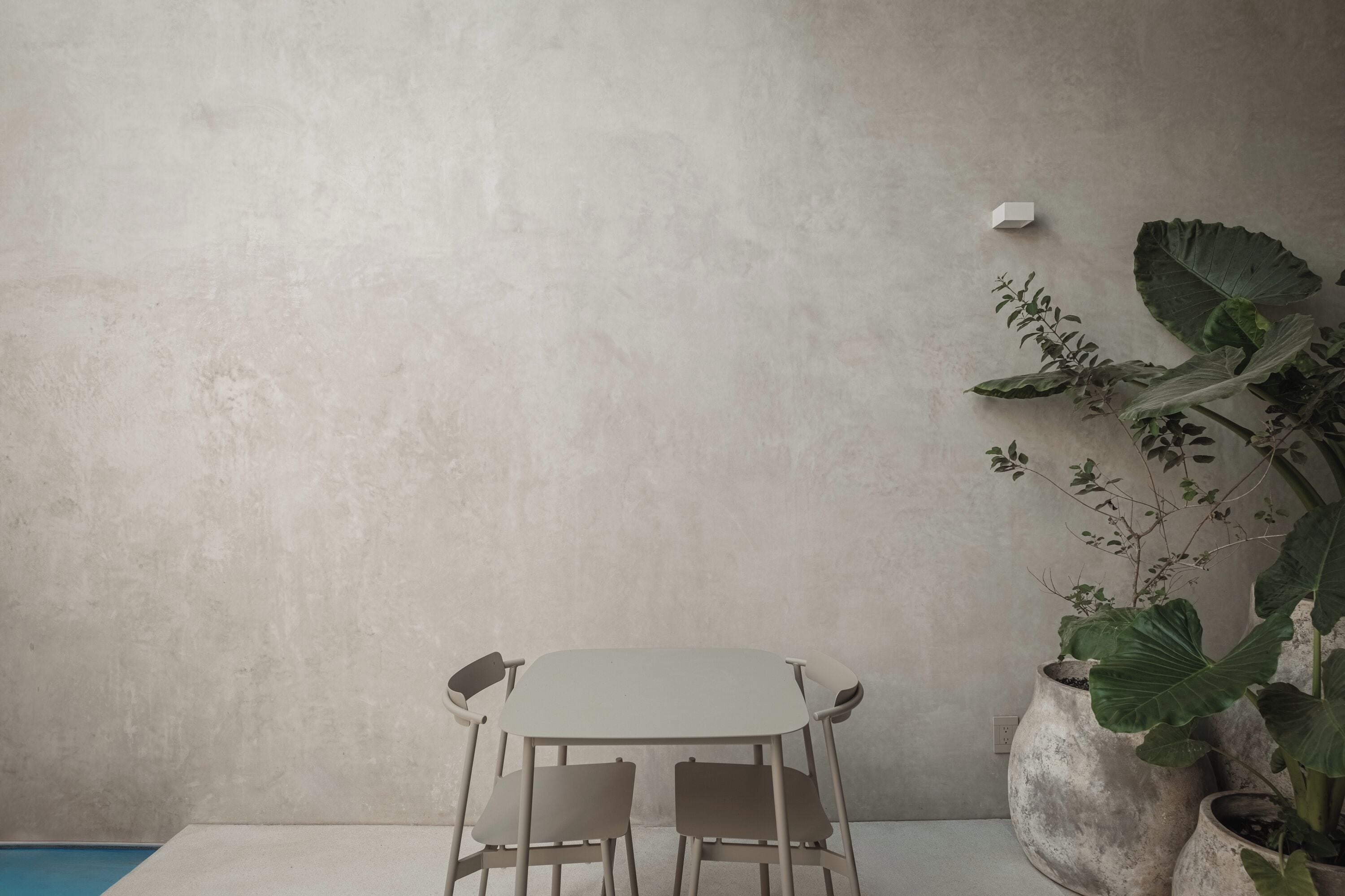 A minimalist room with a white table and two chairs, a large potted plant, and a textured wall.