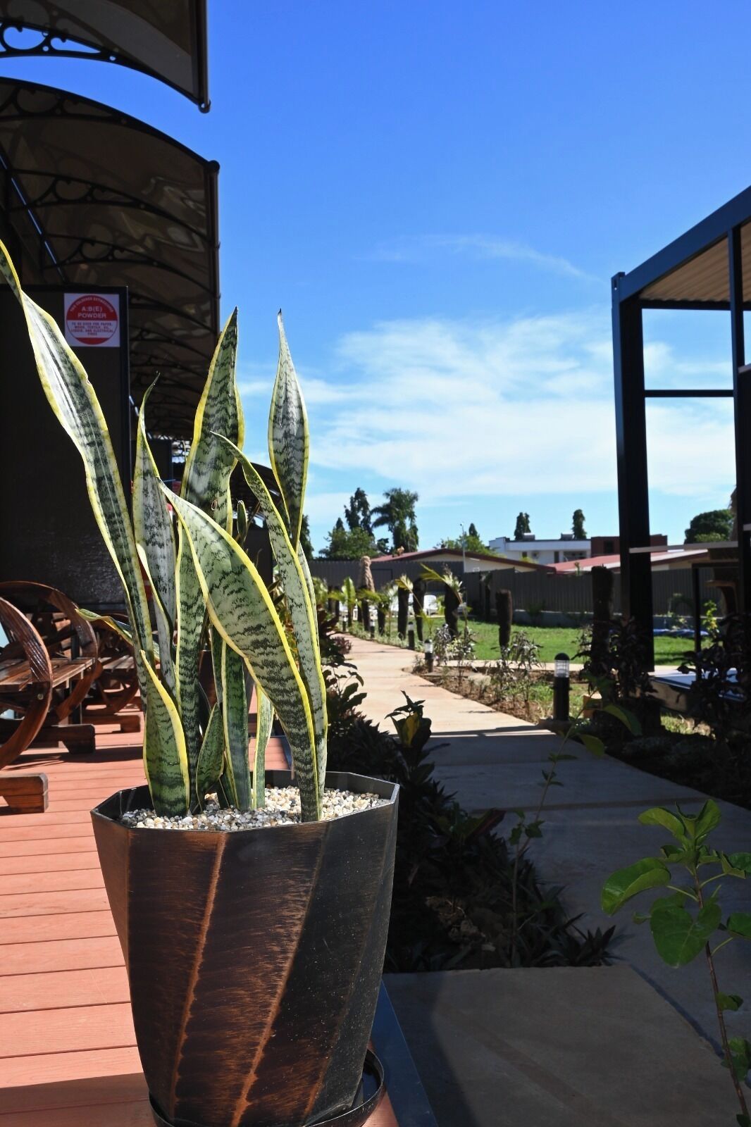 A potted plant with variegated leaves, a clear blue sky, and a pathway leading to a building.