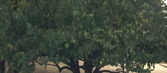 🏡 Logerthine Jan au Suriname ! 🇸🇷