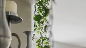 A modern kitchen with a hanging plant, a white countertop, and a view of the living area.