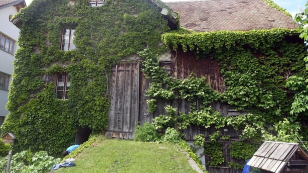 Ein mit Efeu bewachsenes Haus mit einer Holztür und einem kleinen Garten.