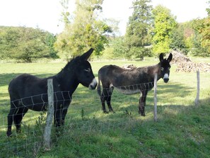 Exterior - Studio voûté de 35m2 (Basse-Rentgen)