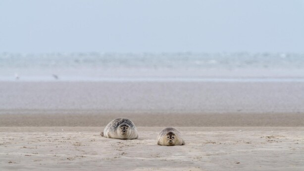 Zwei Robben liegen an einem sandigen Strand, im Hintergrund das ruhige Meer.