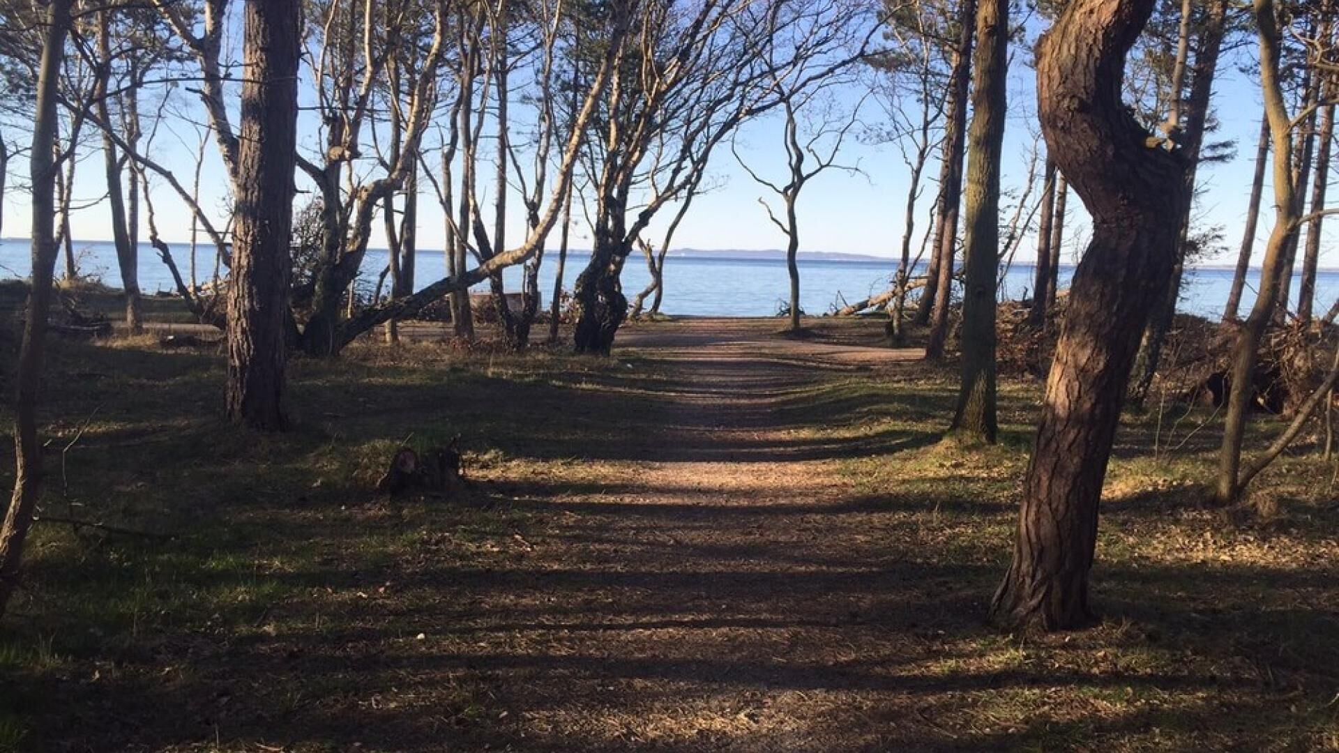 Camí cap a un conjunt d'aigua, envoltat d'arbres.