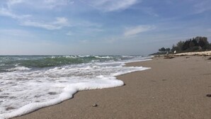 En strand där vågorna slår in mot land, en klar himmel och en rad träd i bakgrunden.