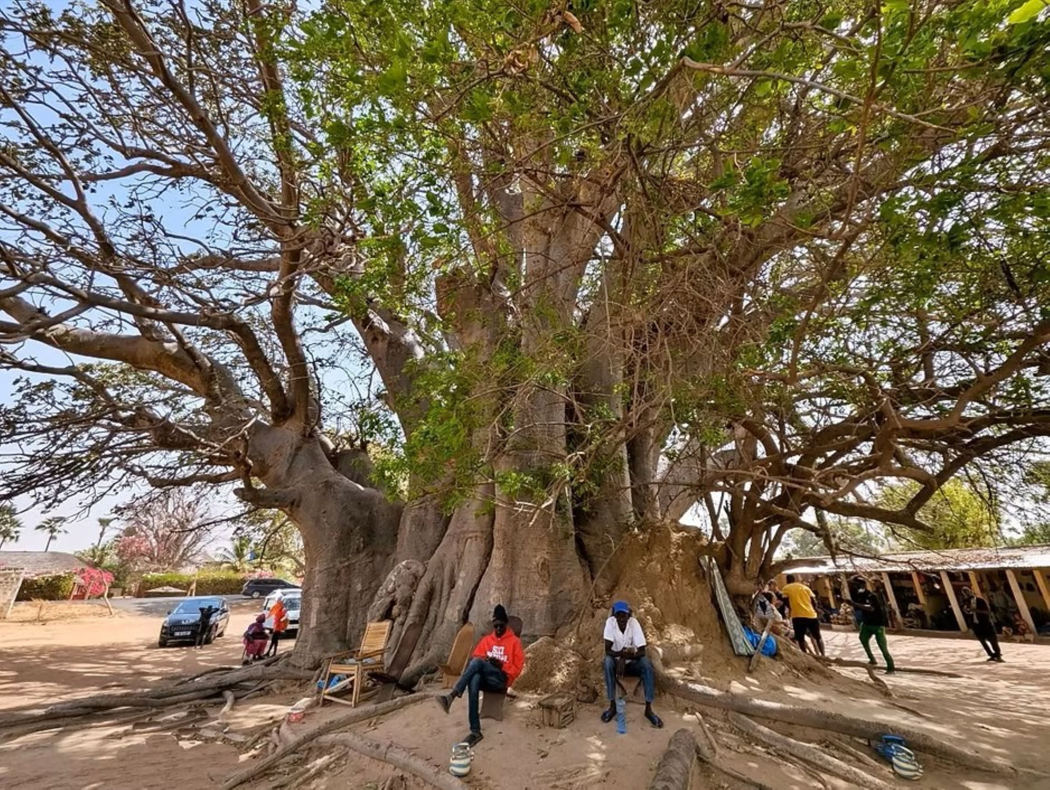 Un grand arbre sous lequel des personnes sont assises, à l'ombre de ses branches.