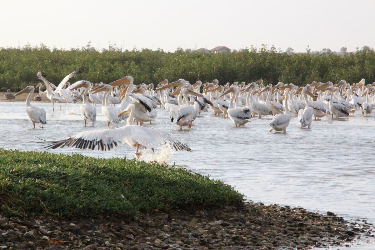 A large group of pelicans wading in shallow water.