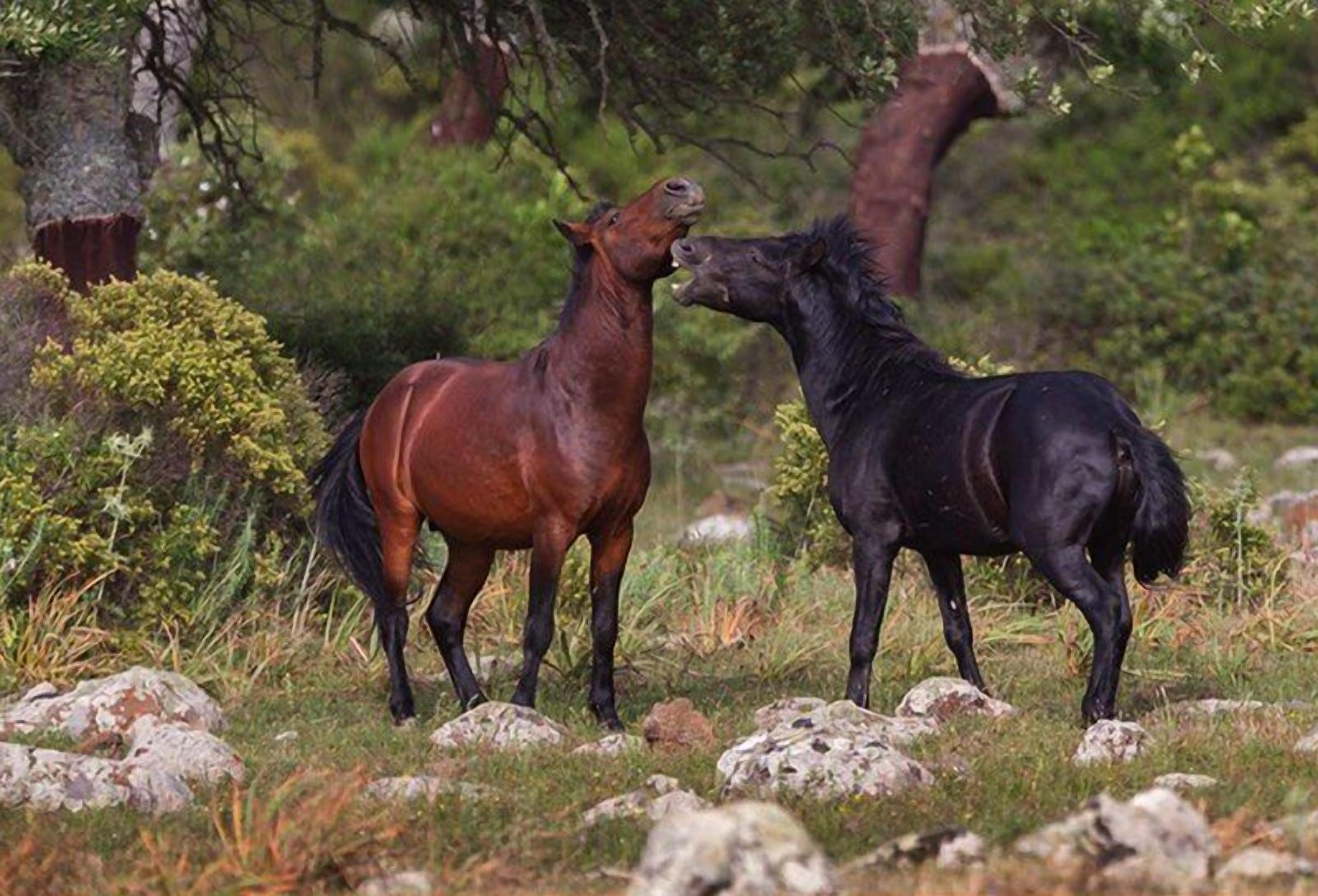 Two horses in a natural setting with rocks and greenery.