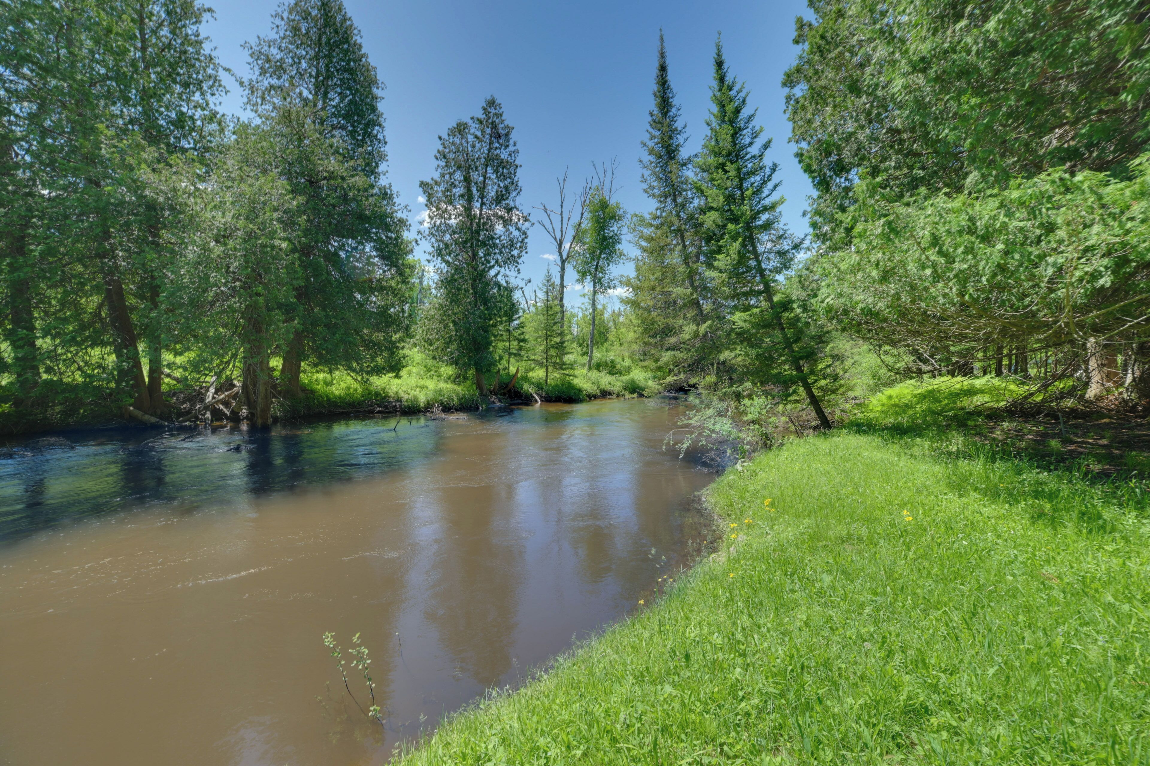 A river surrounded by dense green trees and grass.
