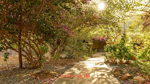 Un sentier de jardin bordé de diverses plantes et fleurs, menant à un espace ombragé.