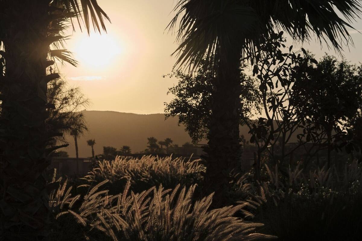 A sunset with silhouettes of palm trees and distant hills.