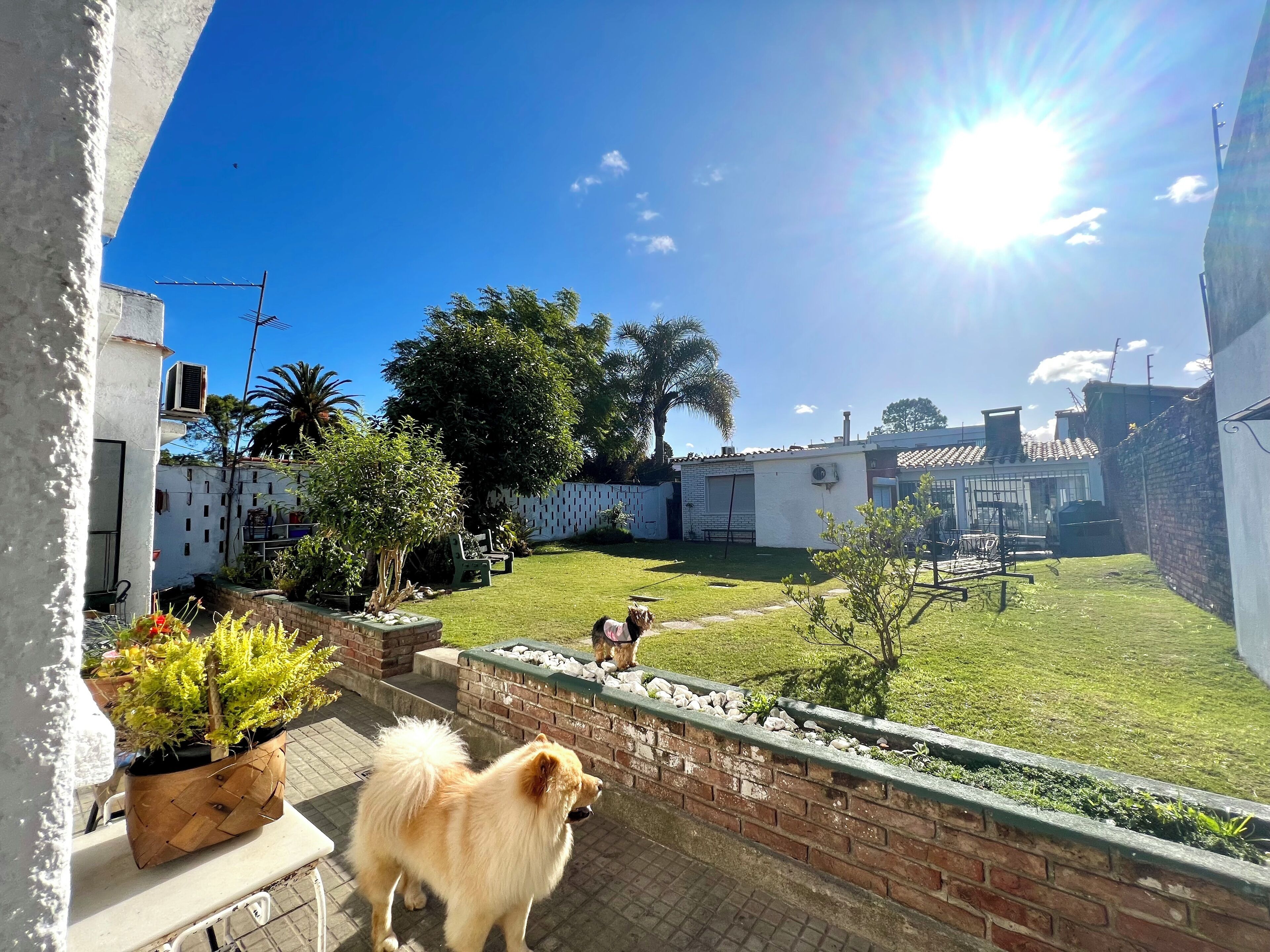 Un patio trasero con un perro, césped y un muro de ladrillo.