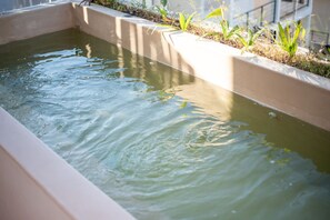 A rectangular water feature with a concrete border and small plants along the edge. - Sleeps 6 w Private Rooftop Pool & 2 Bikes (Tulum)