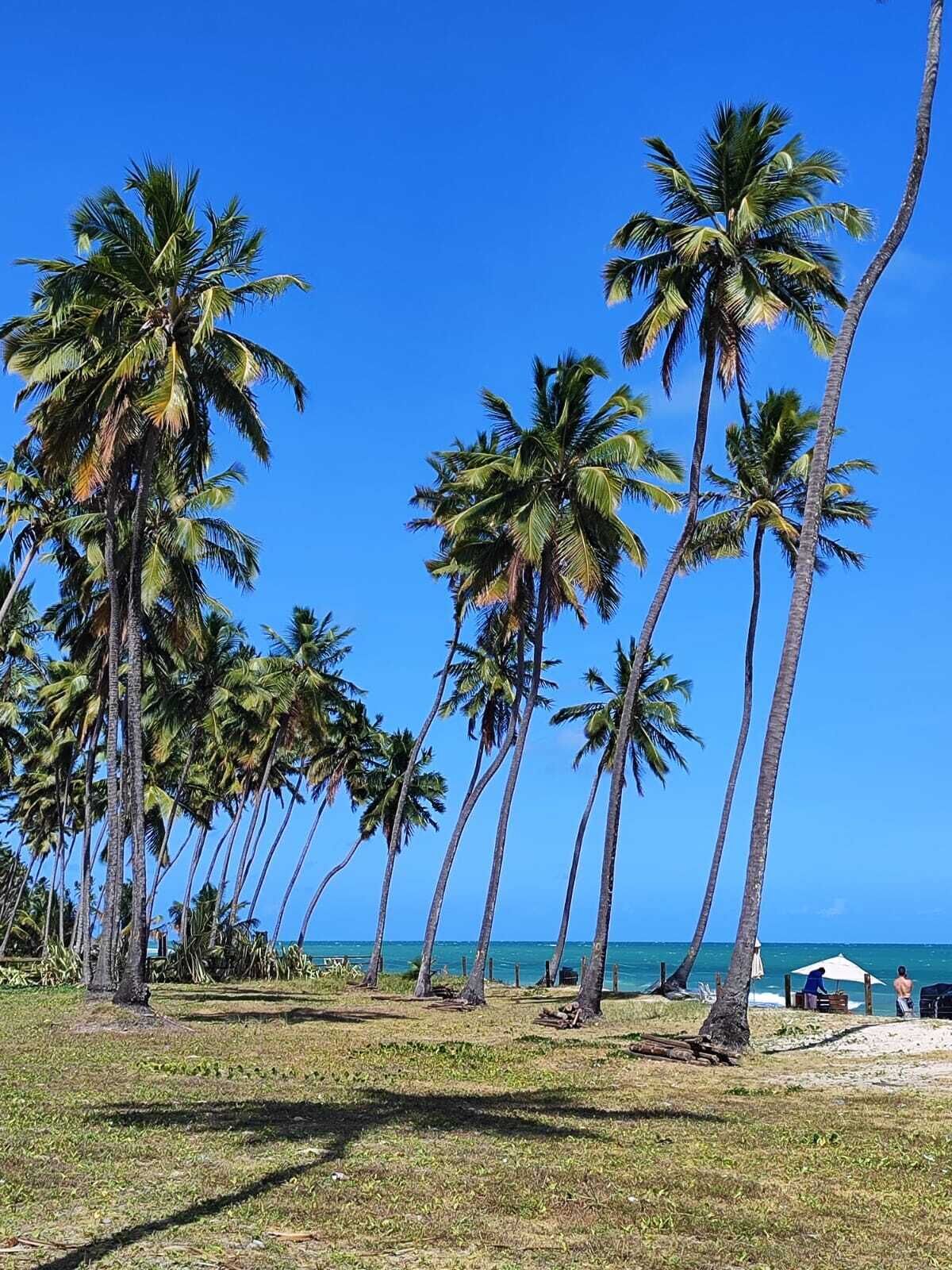 Ein Strand mit hoch aufragenden Palmen und blauem, wolkenlosem Himmel.
