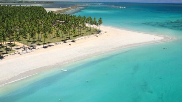An aerial view of a beach with a row of palm trees and a sandy shore. - Carneiros Beach Resort (Tamandaré)