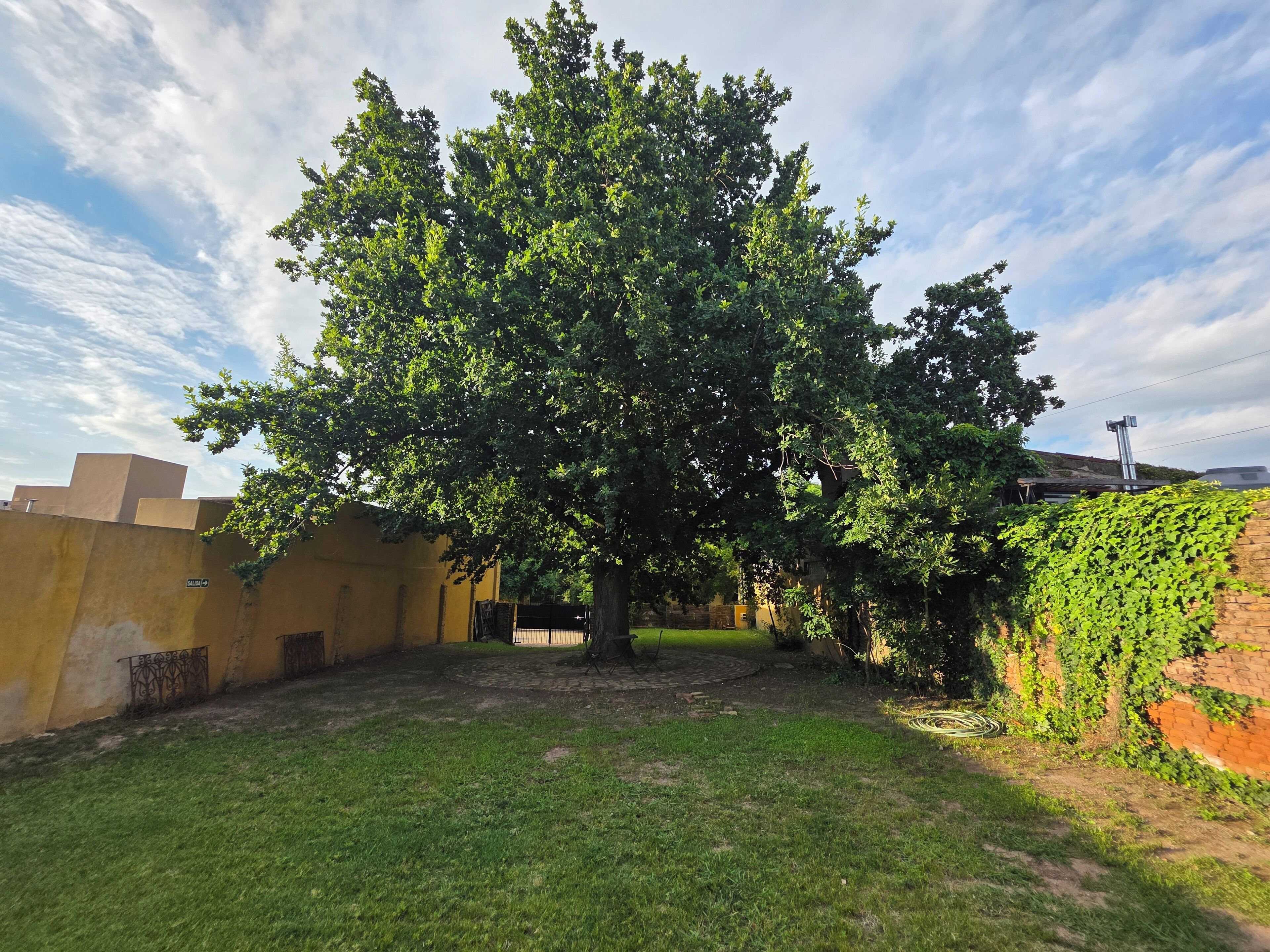 Ein Baum in einem Innenhof mit einer Backsteinmauer und einem Metallgitter.