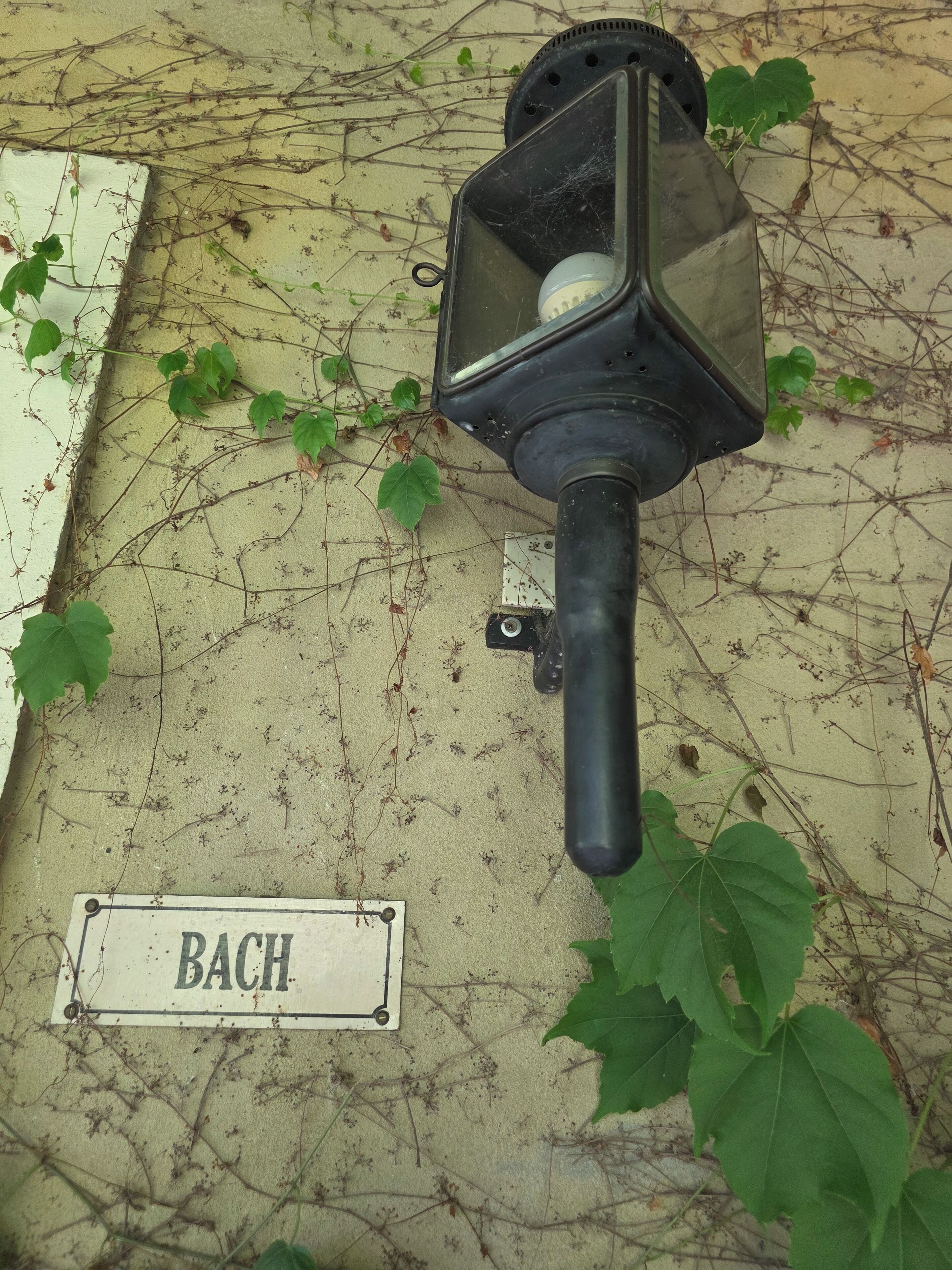 A wall-mounted lantern with a label reading "BACH" and ivy growing around it.