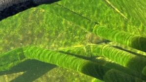 Um close-up de uma folha verde com um pequeno inseto.