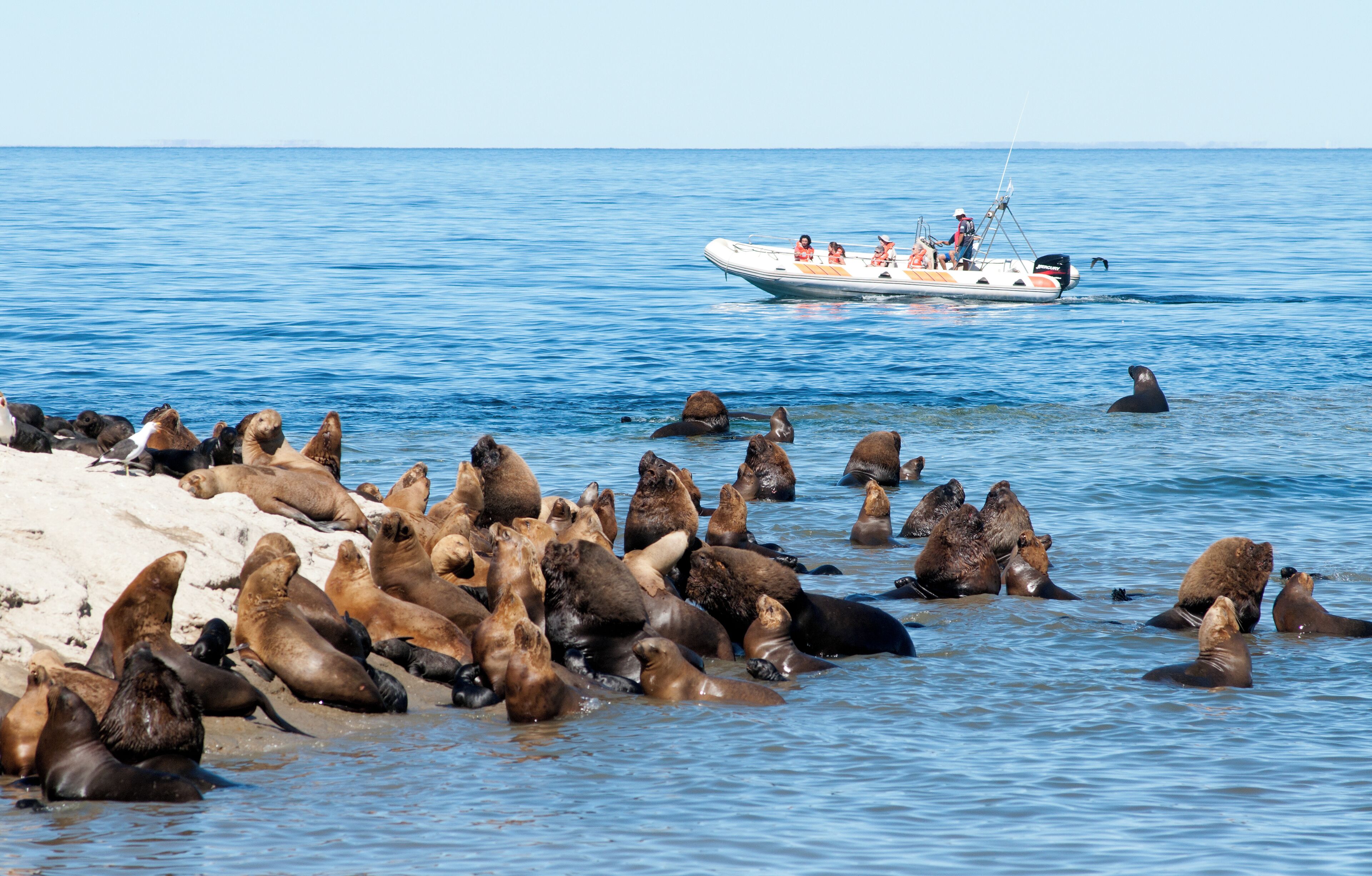 Un grupo de lobos marinos en una playa, con un barco al fondo.