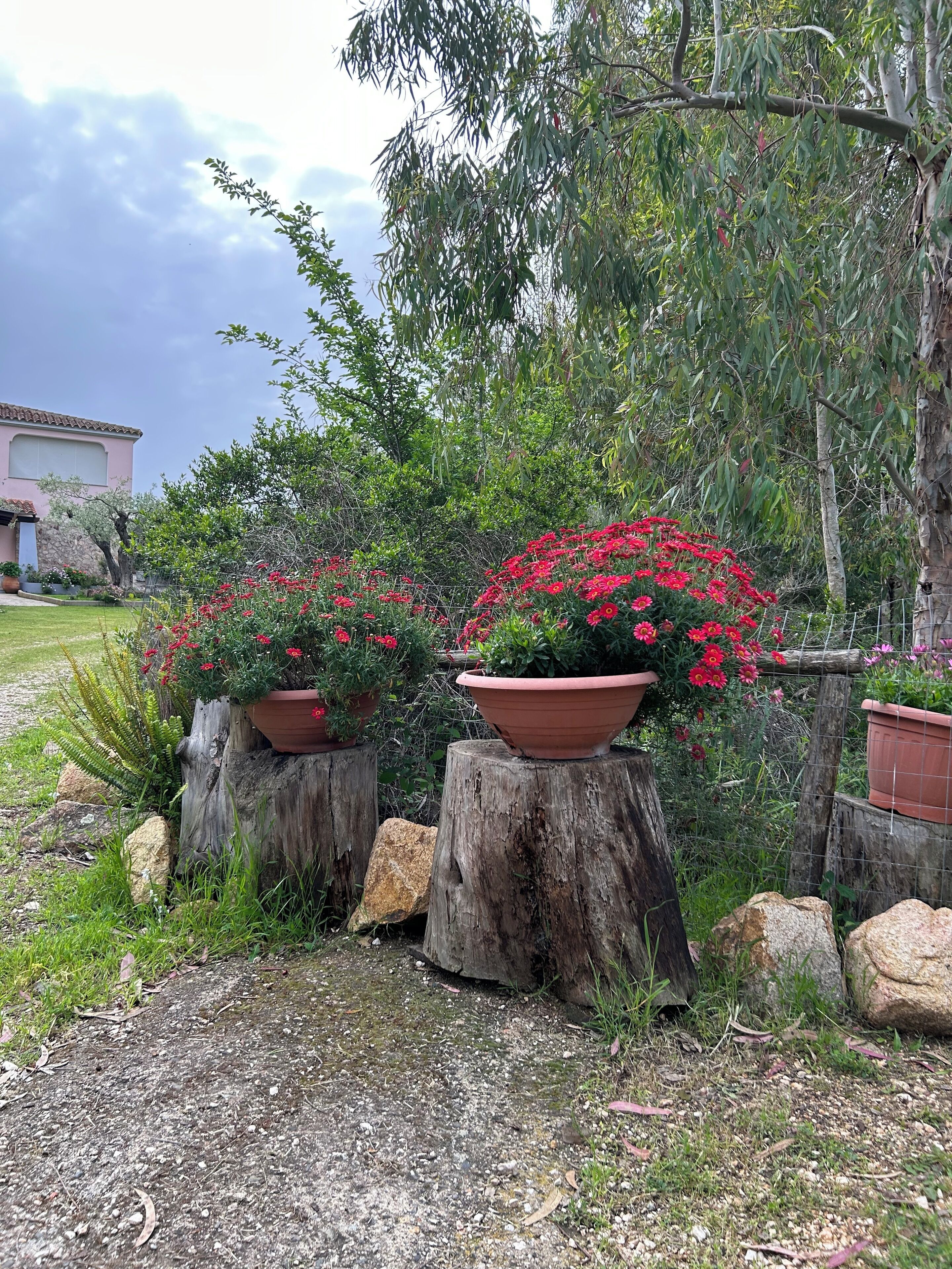 A garden with potted plants on tree stumps, a fence, and a building in the background.