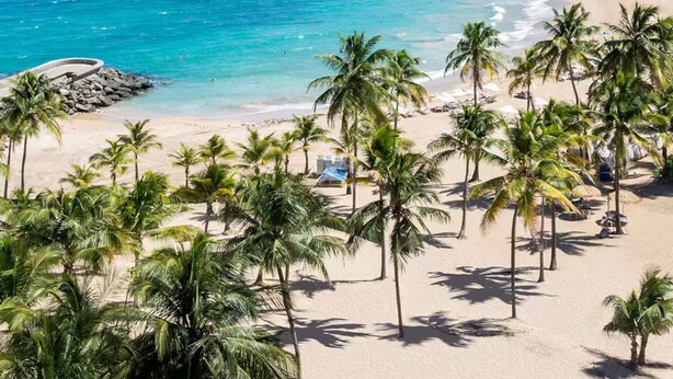 Una playa con palmeras y un paisaje urbano al fondo.